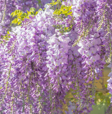 🌸 Vistárie – kaskádová krása zahrady po celý rok
