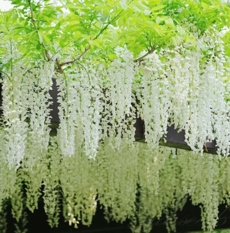 🌸 Vistárie – kaskádová krása zahrady po celý rok