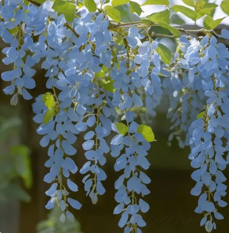 🌸 Vistárie – kaskádová krása zahrady po celý rok