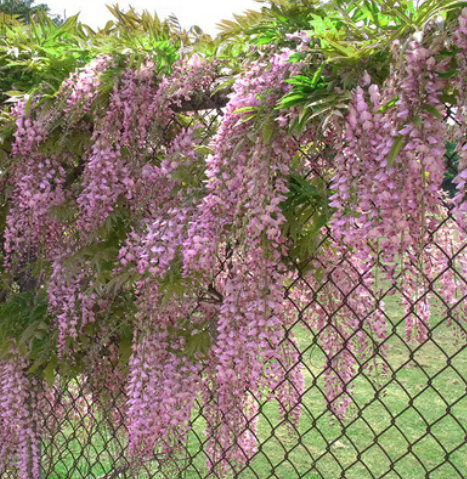 🌸 Vistárie – kaskádová krása zahrady po celý rok