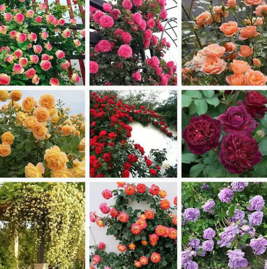 🌺 Semena popínavých růží