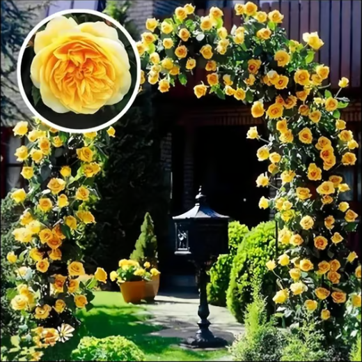 🌺 Semena popínavých růží