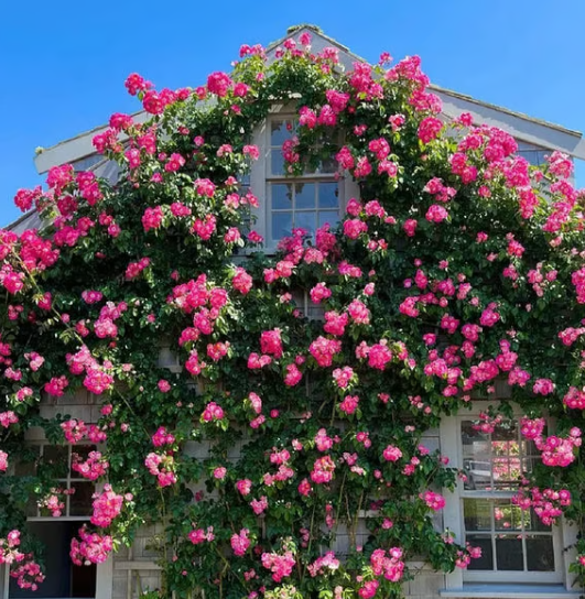 🌺 Semena popínavých růží