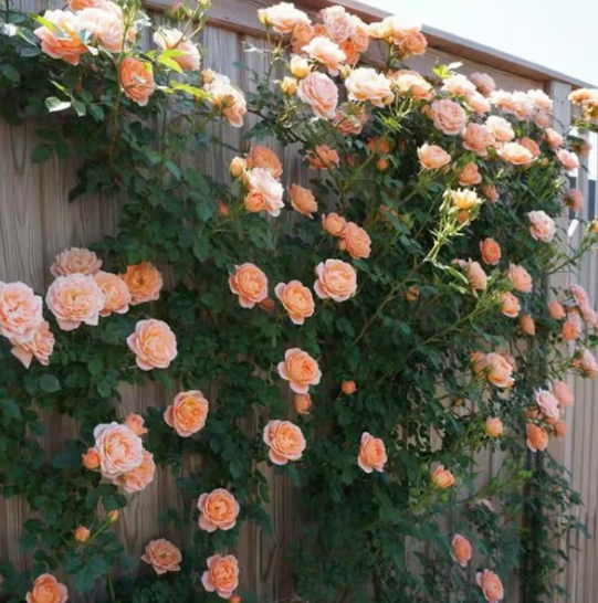 🌺 Semena popínavých růží