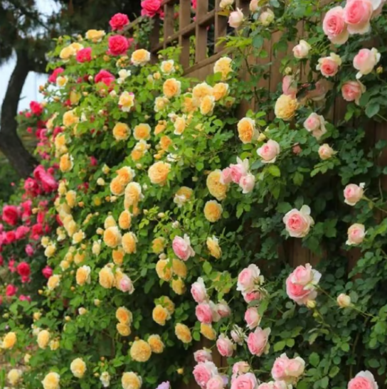 🌺 Semena popínavých růží