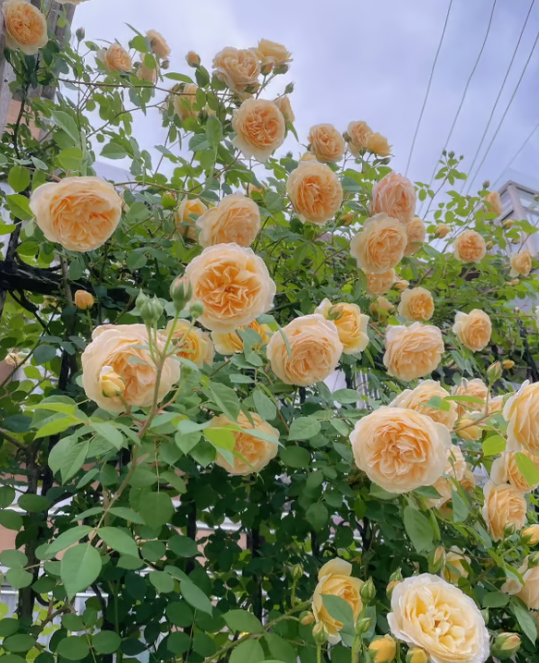 🌺 Semena popínavých růží