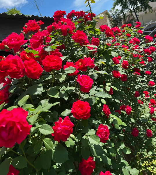 🌺 Semena popínavých růží