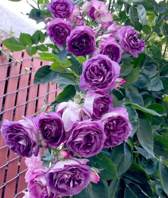 🌺 Semena popínavých růží