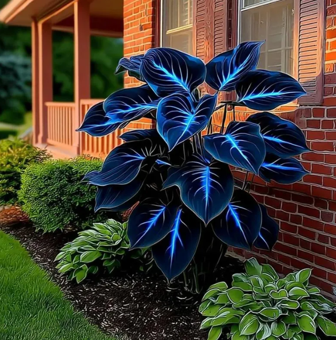 🔥🌌 Zářící kouzlo noční zahrady: Vzácná semena tmavě modrých „plamenných“ host 🌿✨