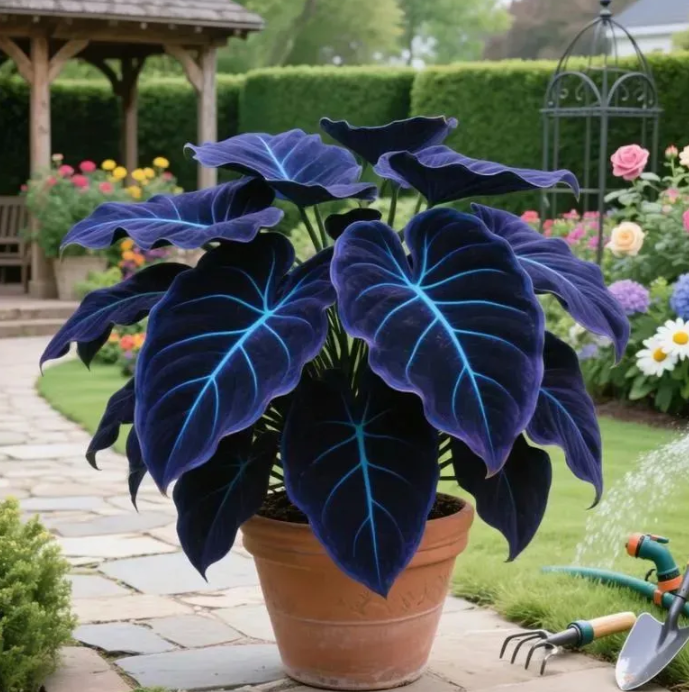 🔥🌌 Zářící kouzlo noční zahrady: Vzácná semena tmavě modrých „plamenných“ host 🌿✨
