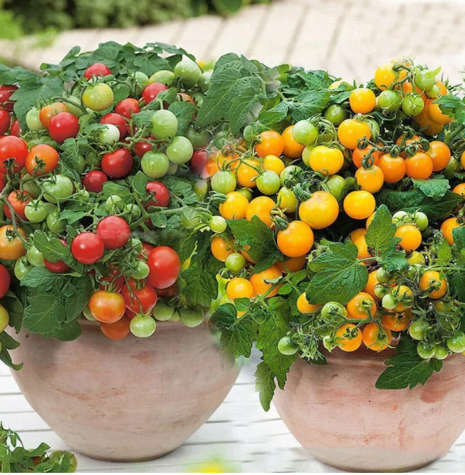 🍅🍅Semena zakrslých rajčat v květináčích