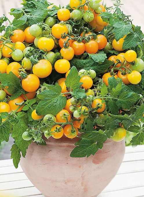 🍅🍅Semena zakrslých rajčat v květináčích