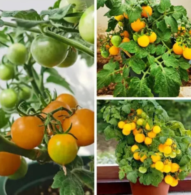 🍅🍅Semena zakrslých rajčat v květináčích