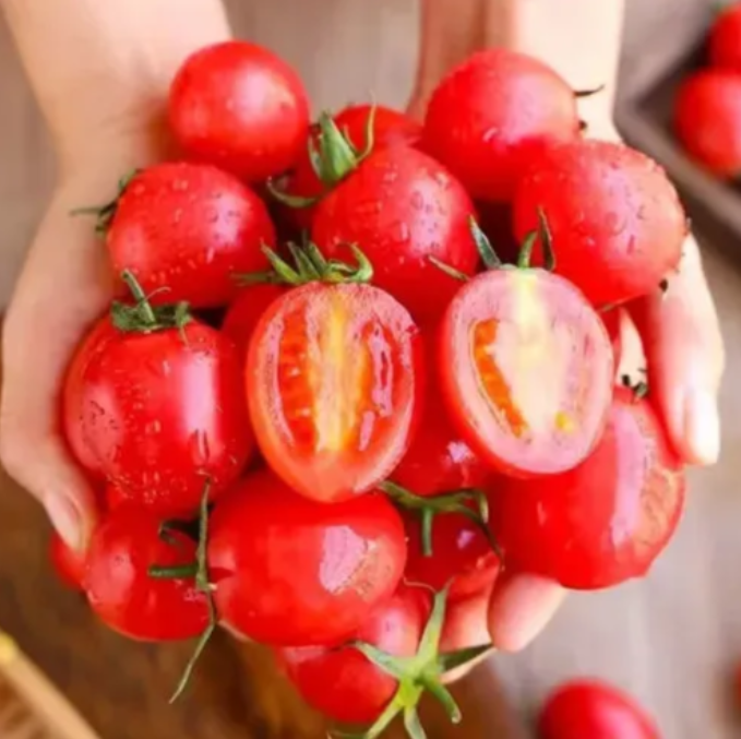 🍅🍅Semena zakrslých rajčat v květináčích