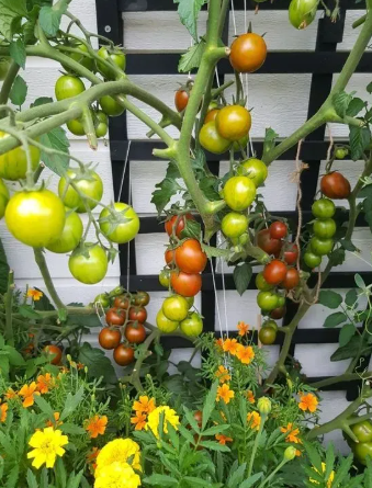 🍅🍅Semena zakrslých rajčat v květináčích