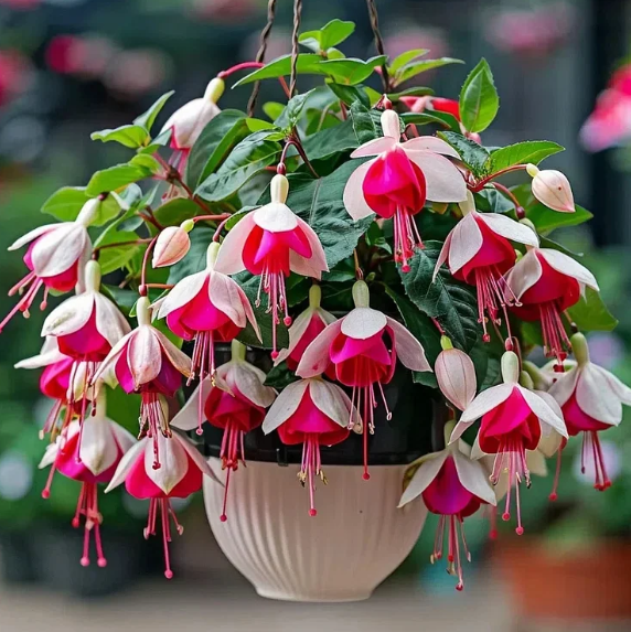 🌺Semínka fuchsie - květ lucerny