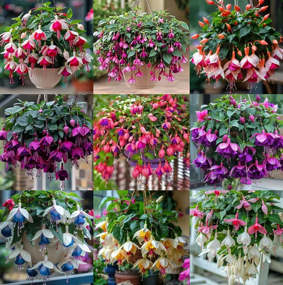 🌺Semínka fuchsie - květ lucerny