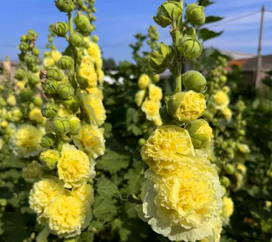 🌺Semena dvojitého topolovky