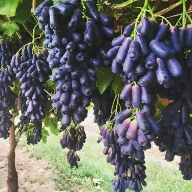 Prémiová semena modrých vinných hroznů 🍇 – Bohatá úroda, silné rostliny a lahodné plody