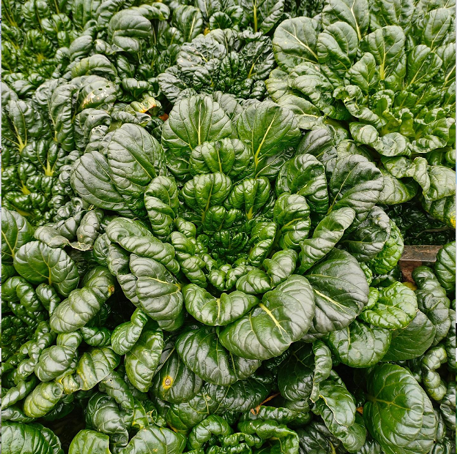 Semena Brassica Narinosa (WuTat Choy)