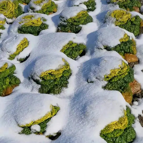 Semena Brassica Narinosa (WuTat Choy)