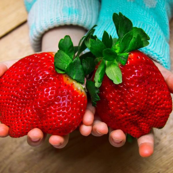 MegaBerry - Obrovská semena jahod