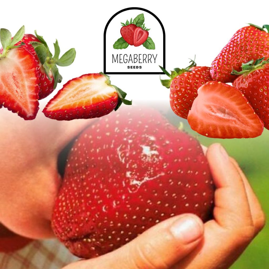 MegaBerry - Obrovská semena jahod