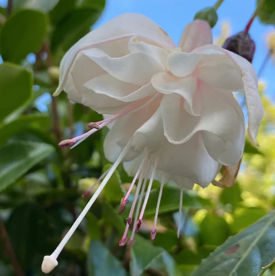 🌺Semínka fuchsie - květ lucerny