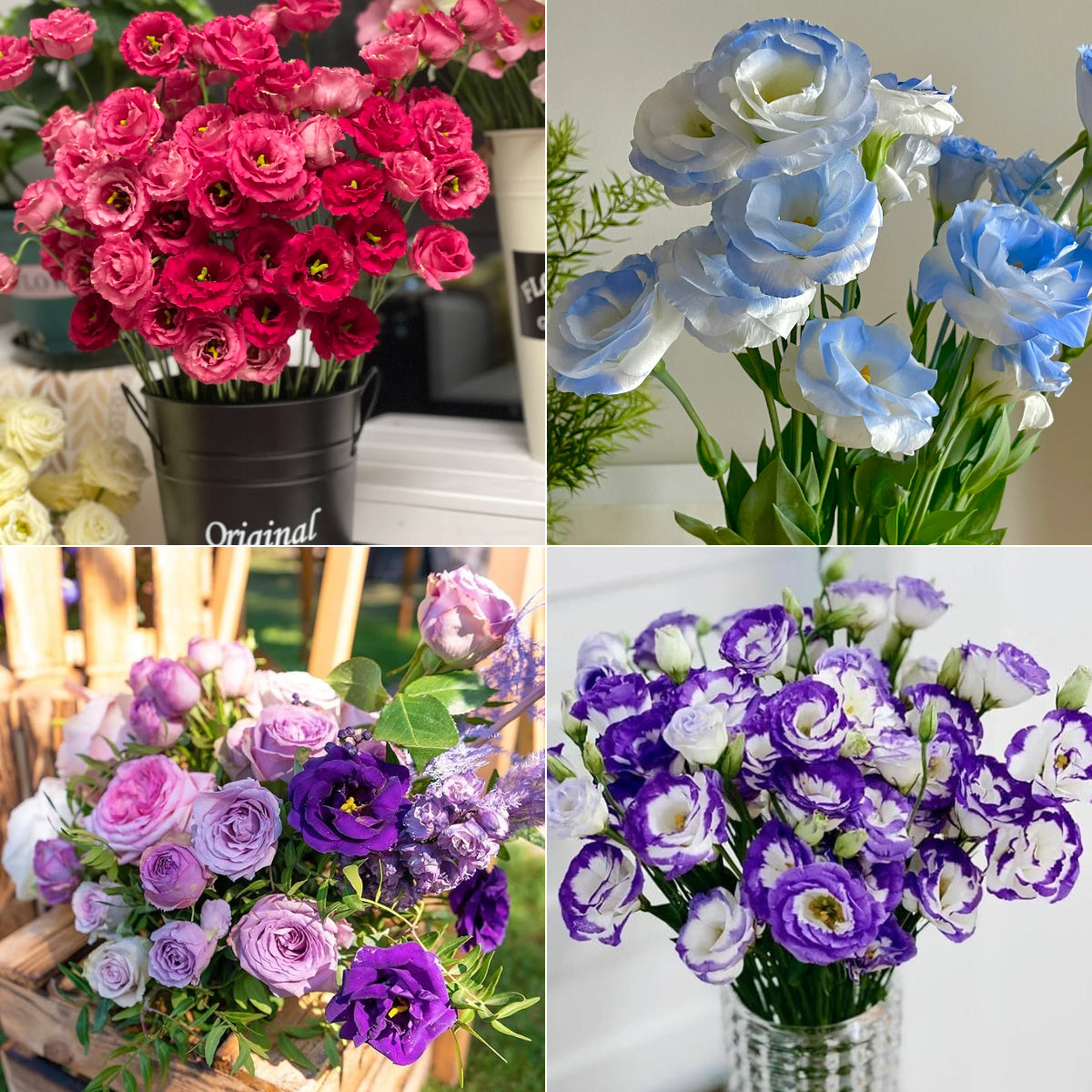 💐 Lisianthus – Nadčasová krása, věčná láska 💫