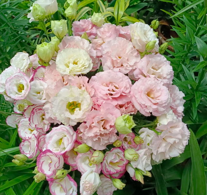 💐 Lisianthus – Nadčasová krása, věčná láska 💫