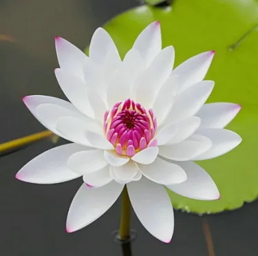 🌺 Semena Leknínu do Zahrady | Exotické Květiny pro Vaše Jezírko či Jezírko 🌊