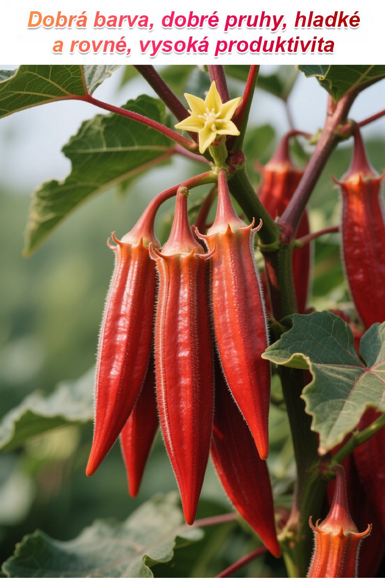 Vysoce výnosná semena červené okry odolná vůči chladu a suchu – AKCE 1+1 ZDARMA a DOPRAVA DOMŮ!