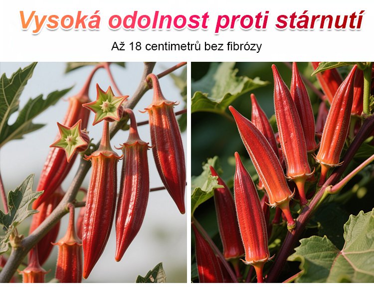 Vysoce výnosná semena červené okry odolná vůči chladu a suchu – AKCE 1+1 ZDARMA a DOPRAVA DOMŮ!