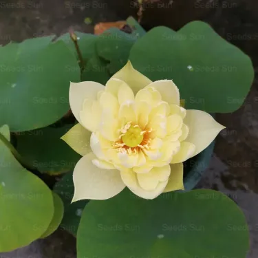 🌺 Semena Leknínu do Zahrady | Exotické Květiny pro Vaše Jezírko či Jezírko 🌊