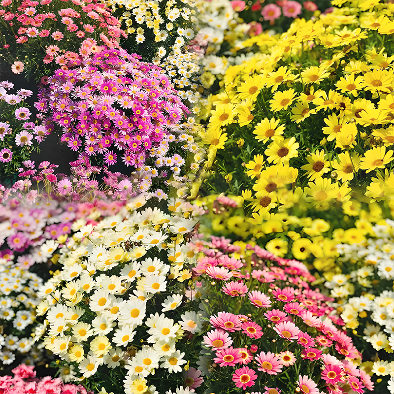 🌼Insect Killers: Pyrethrum Daisy Seeds