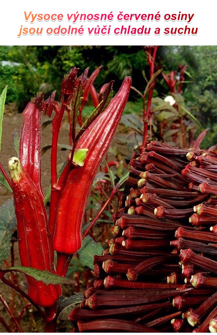Vysoce výnosná semena červené okry odolná vůči chladu a suchu – AKCE 1+1 ZDARMA a DOPRAVA DOMŮ!