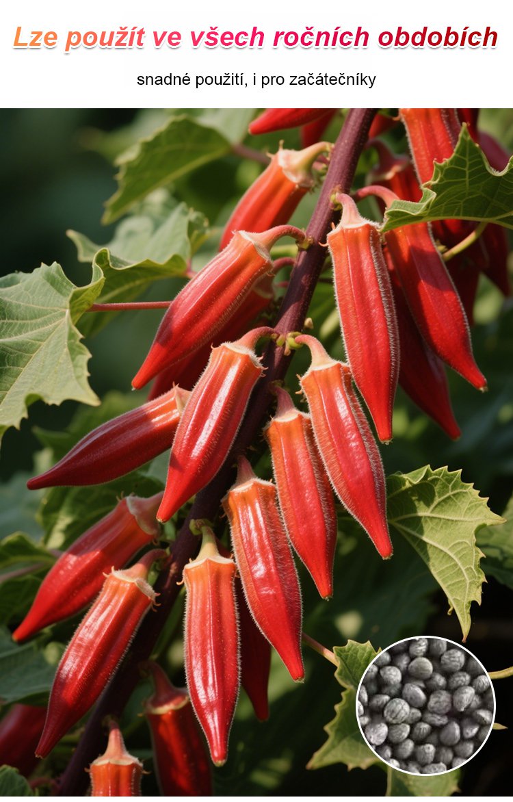 Vysoce výnosná semena červené okry odolná vůči chladu a suchu – AKCE 1+1 ZDARMA a DOPRAVA DOMŮ!