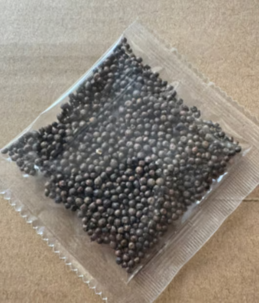 🔥 Prémiová Vzácná Semena Hosty 🌿 Rostlina Tolerantní K Stínu