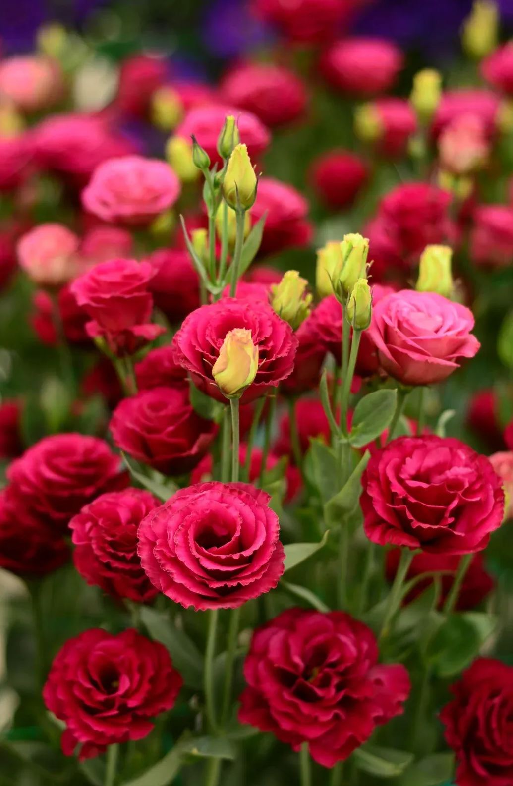 💐 Lisianthus – Nadčasová krása, věčná láska 💫