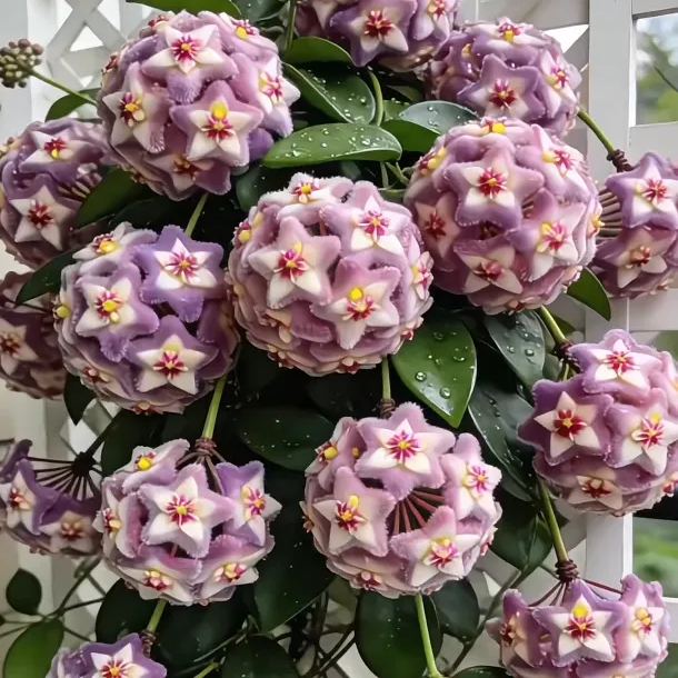 ✨Cibulky Hoya – Hvězdy padající z nebe 🌌