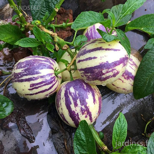 🎁 30% sleva 🍐🍐 Semena pepina (hruškový meloun)