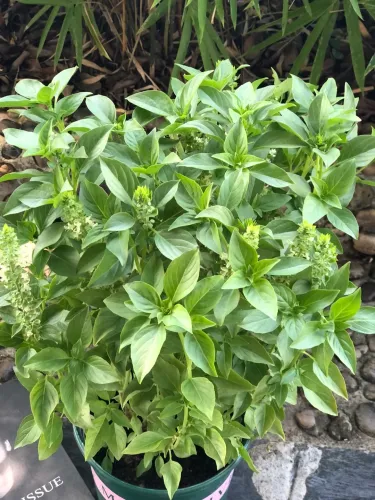 🍹🥒🍲 Bylinková zahrádka pro každého: Máta, Bazalka, Medovka, Kopr – Na mojito, na Kulajdu i do čaje!