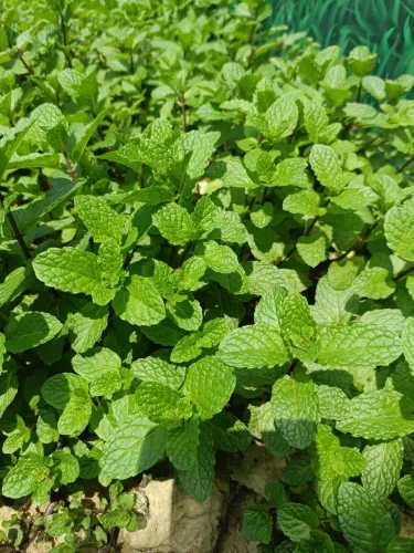 🍹🥒🍲 Bylinková zahrádka pro každého: Máta, Bazalka, Medovka, Kopr – Na mojito, na Kulajdu i do čaje!