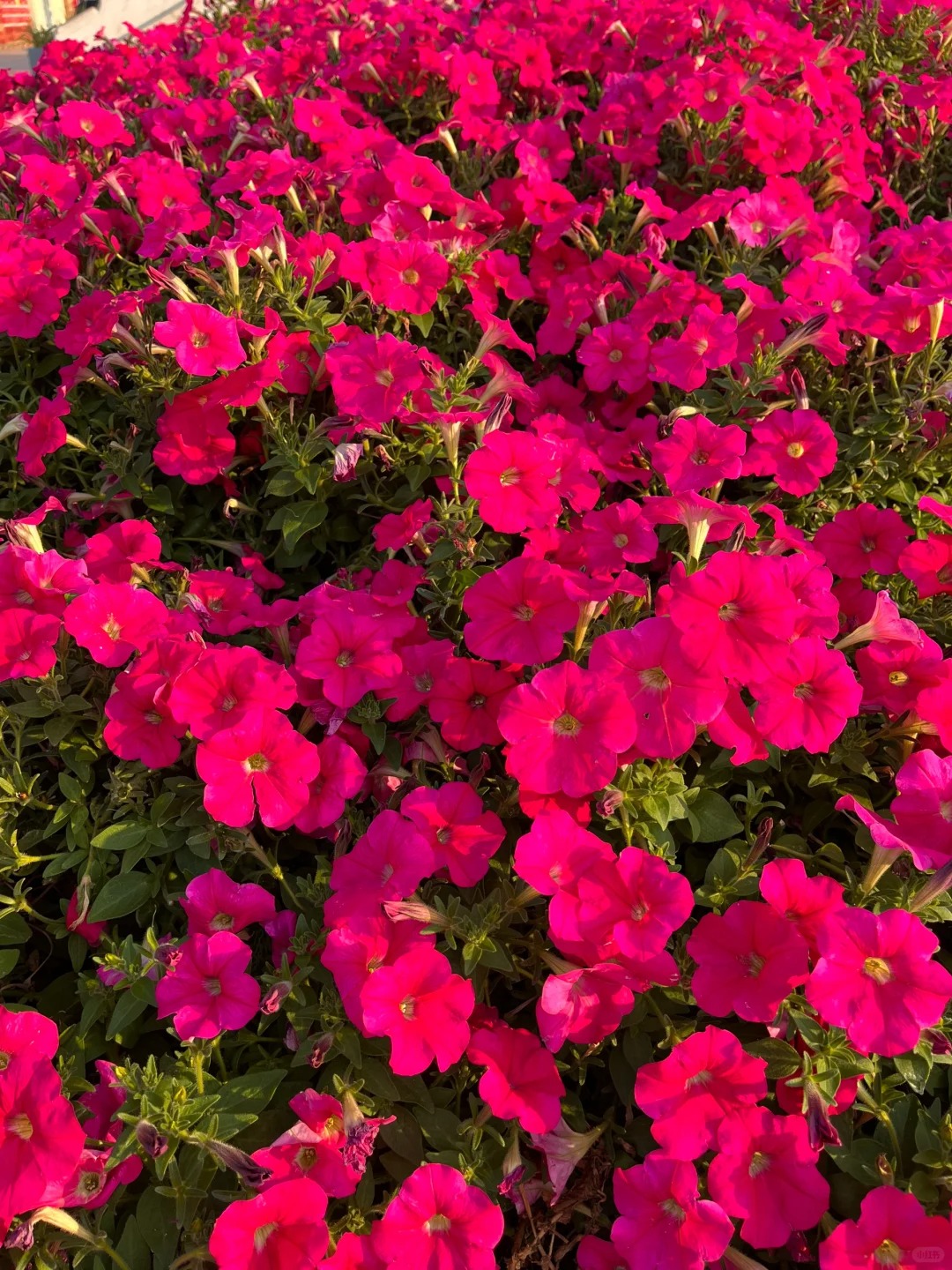 🌸 Petúnia previsnutá do závesných košov – Kráľovná balkónov vo farebných kombináciách