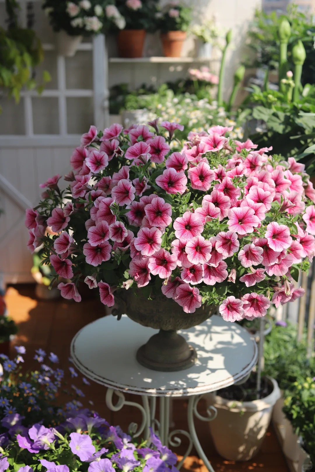 🌸 Petúnia previsnutá do závesných košov – Kráľovná balkónov vo farebných kombináciách