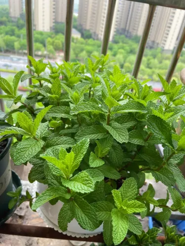 🍹🥒🍲 Bylinková zahrádka pro každého: Máta, Bazalka, Medovka, Kopr – Na mojito, na Kulajdu i do čaje!