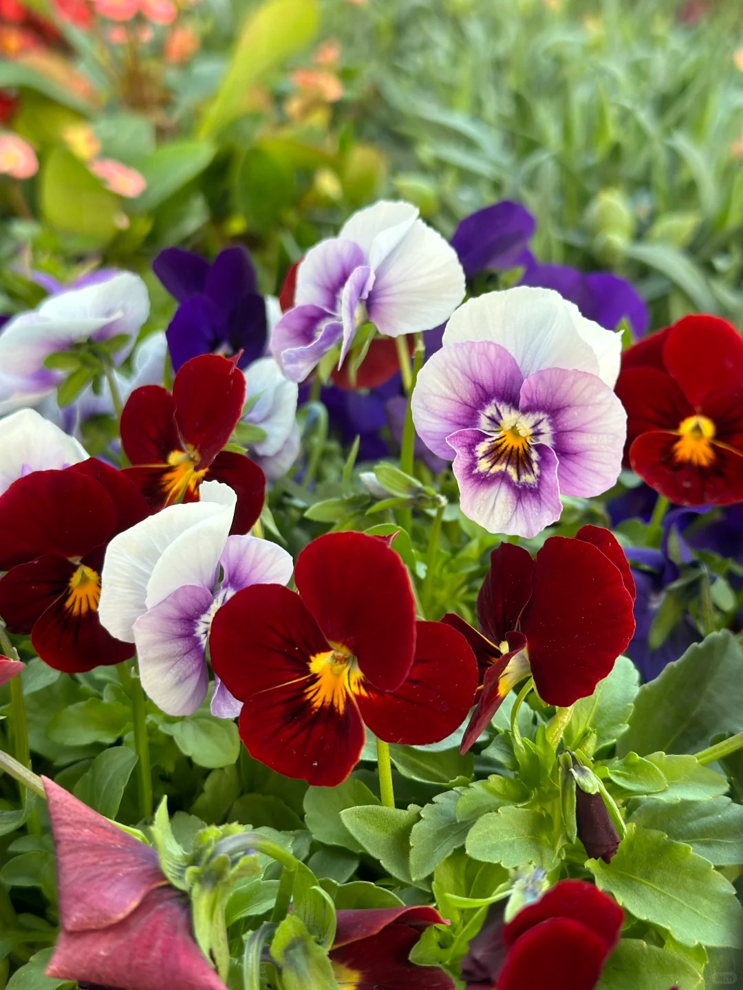 🌸 MACEŠKY – První barvy jara pro váš balkon i zahradu