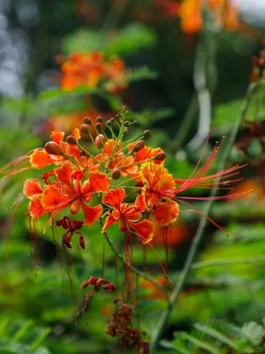 🌺 Ohnivý kvet z tropov – Semená Caesalpinia (Poinciana) | Žiarivo červené kvety pre váš domov