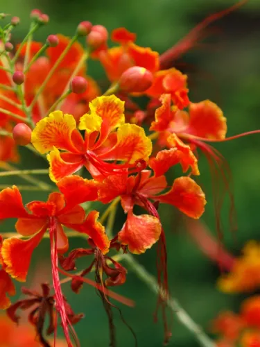 🌺 Ohnivý kvet z tropov – Semená Caesalpinia (Poinciana) | Žiarivo červené kvety pre váš domov
