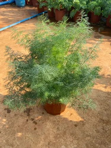 🍹🥒🍲 Bylinková zahrádka pro každého: Máta, Bazalka, Medovka, Kopr – Na mojito, na Kulajdu i do čaje!